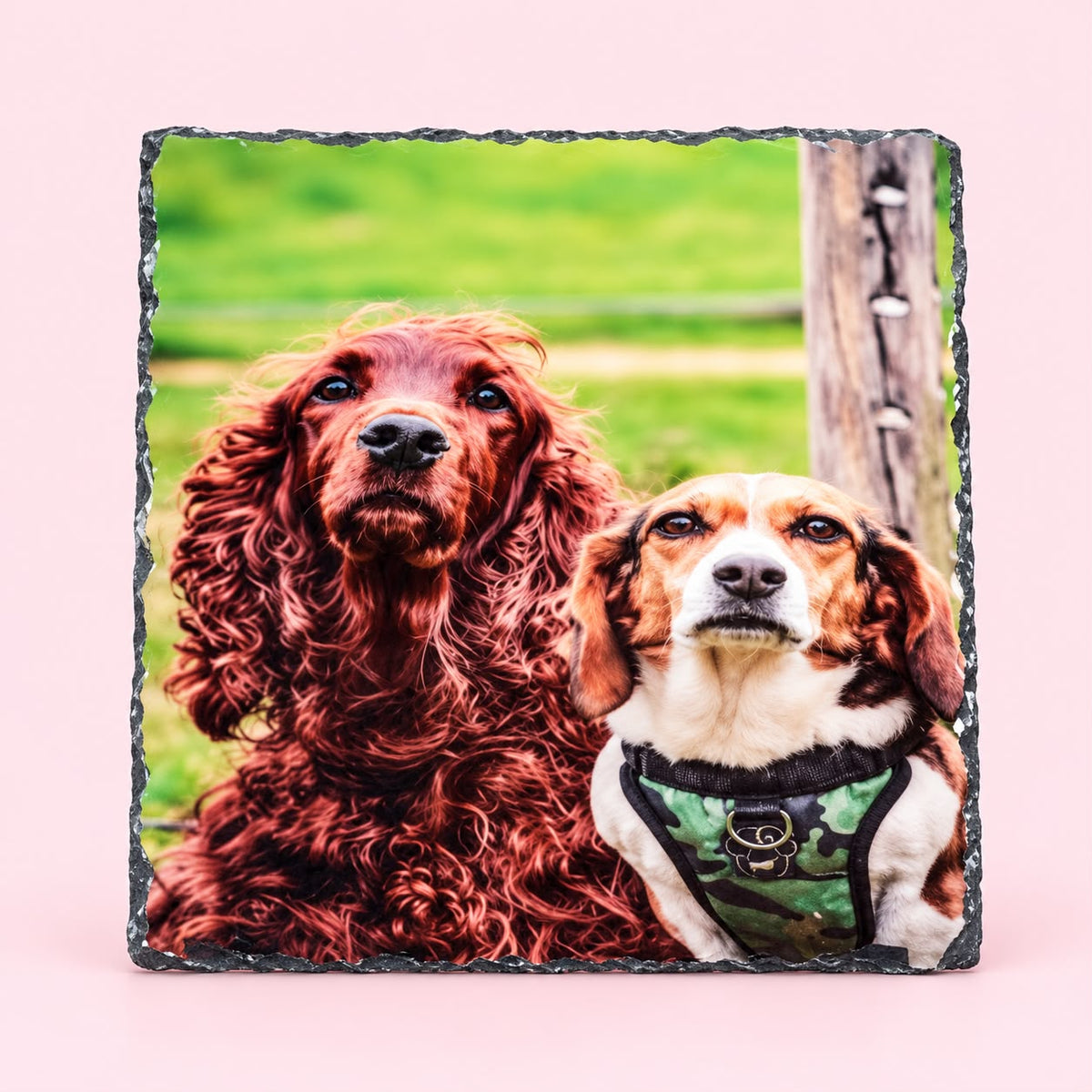 Pet Slate